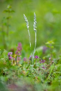 švihlík krutiklas (Spiranthes spiralis)