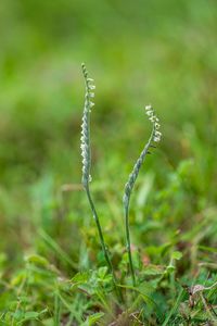 švihlík krutiklas (Spiranthes spiralis)