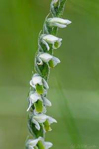 švihlík krutiklas (Spiranthes spiralis)