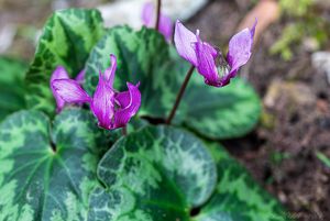 Brambořík evropský (Cyclamen europaeum)