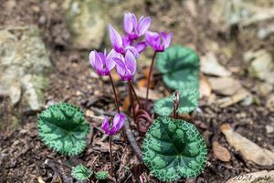 Brambořík evropský (Cyclamen europaeum)