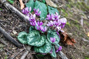 Brambořík evropský (Cyclamen europaeum)