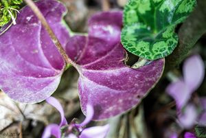Brambořík evropský (Cyclamen europaeum)
