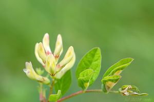 Kozinec sladkolistý (Astragalus glycyphyllos L.)