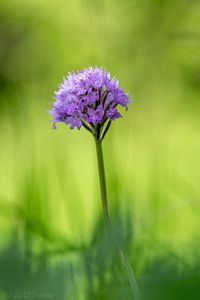 Hlavinka horská (Traunsteinera globosa)