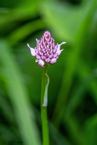Hlavinka horská (Traunsteinera globosa)