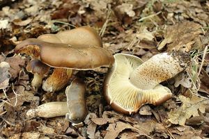 Čirůvka mýdlová šupinatá - Tricholoma saponaceum var. sguamosum (Fr.) P. Kumm.