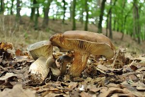 Čirůvka mýdlová šupinatá - Tricholoma saponaceum var. sguamosum (Fr.) P. Kumm.