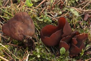 Ouško hnědé - Otidea bufonia (Pers.) Boud. 1907