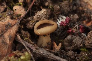 Klikni pro velký obrázek