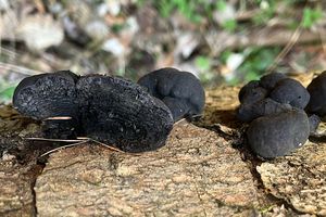 Sazovka Childové - Daldinia childiae J.D. Rogers & Y.M. Ju