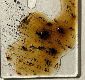 Sazovka Childové - Daldinia childiae J.D. Rogers & Y.M. Ju