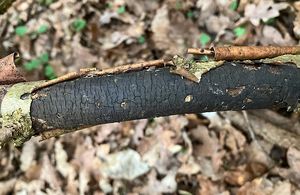 Korovitka popraskaná  - Diatrype decorticata (Pers.) Rappaz