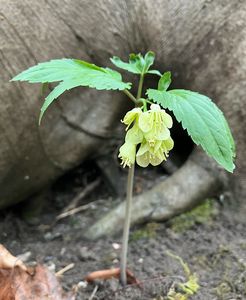 Kyčelnice devítilistá (Dentaria enneaphyllos)