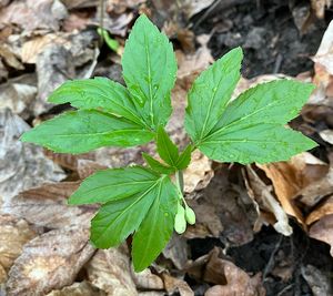 Kyčelnice devítilistá (Dentaria enneaphyllos)