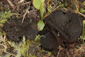 Řasnatka Boudierova - Elaiopezia boudieri (Cooke) 2020 Van Vooren