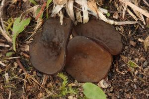 Řasnatka Boudierova - Elaiopezia boudieri (Cooke) 2020 Van Vooren