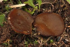 Řasnatka Boudierova - Elaiopezia boudieri (Cooke) 2020 Van Vooren