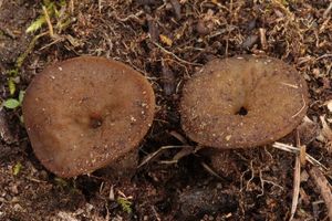 Řasnatka Boudierova - Elaiopezia boudieri (Cooke) 2020 Van Vooren