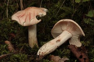 Šťavnatka načervenalá - Hygrophorus erubescens (Fr.) Fr.