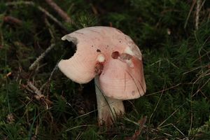 Šťavnatka načervenalá - Hygrophorus erubescens (Fr.) Fr.