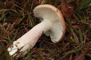 Šťavnatka načervenalá - Hygrophorus erubescens (Fr.) Fr.