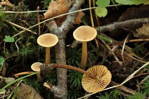 Olšovička namedovělá - Alnicola citrinella P.-A. Moreau et  A. de Haan