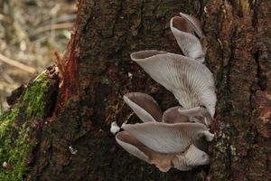 Hlíva smrková - Pleurotus abieticola R.H. Petersen & K.W. Hughes