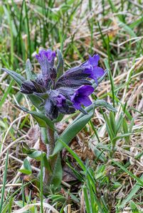 Plicník úzkolistý (Pulmonaria angustifolia)