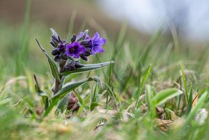 Plicník úzkolistý (Pulmonaria angustifolia)