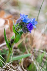 Plicník úzkolistý (Pulmonaria angustifolia)