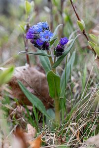 Plicník úzkolistý (Pulmonaria angustifolia)