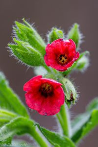 Plicník červený (Pulmonaria rubra)