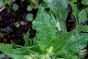 Plicník červený (Pulmonaria rubra)