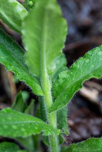 Plicník červený (Pulmonaria rubra)