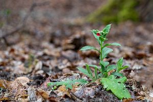 Plicník červený (Pulmonaria rubra)