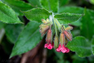 Plicník červený (Pulmonaria rubra)