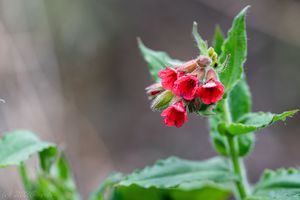 Plicník červený (Pulmonaria rubra)