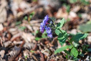 Plicník tmavý (Pulmonaria obscura)