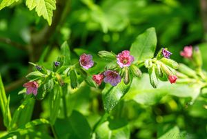 Plicník tmavý (Pulmonaria obscura)