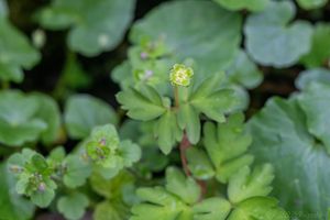 Pižmovka mošusová (Adoxa moschatellina L.)