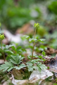 Pižmovka mošusová (Adoxa moschatellina L.)