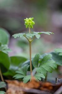 Pižmovka mošusová (Adoxa moschatellina L.)