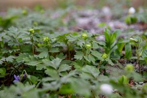 Pižmovka mošusová (Adoxa moschatellina L.)