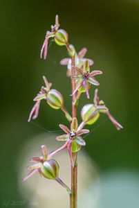 Bradáček srdčitý (Listera cordata)