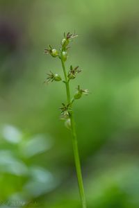 Bradáček srdčitý (Listera cordata)