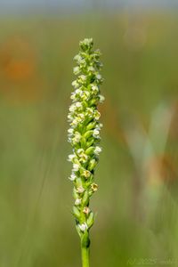 Běloprstka bělavá (Pseudorchis albida)