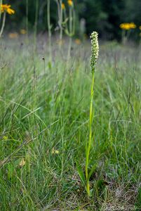 Běloprstka bělavá (Pseudorchis albida)