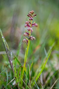 Vemeníček zelený (Coeloglossum viride)