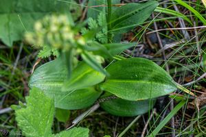 Vemeníček zelený (Coeloglossum viride)